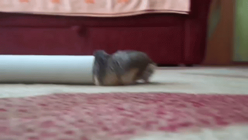 Sometimes You'Re The Tube, Sometimes You'Re The Hamster GIF - Hamsters Fail GIFs