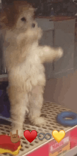 a puppy is standing on its hind legs in front of a sign that says ' infinity '