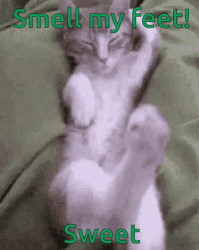Cat Kitty GIF - Cat Kitty Kittie GIFs