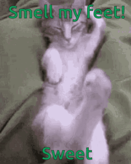 a picture of a cat with the words " smell my feet sweet " on the bottom