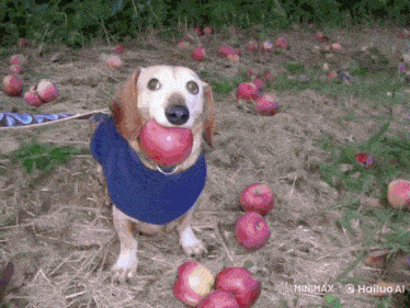 a dog holding an apple in its mouth in a field