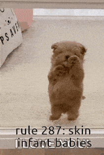 a small brown puppy is standing on its hind legs on a white rug .
