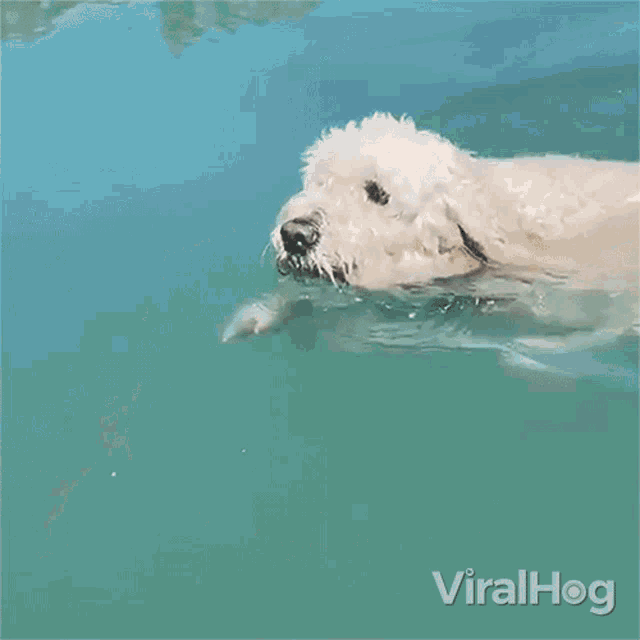 Swimming Viralhog GIF - Swimming Viralhog Dog Swimming GIFs