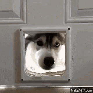 a husky dog is peeking out of a cat door .