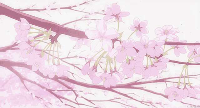 a cherry blossom tree branch with pink flowers and a white background