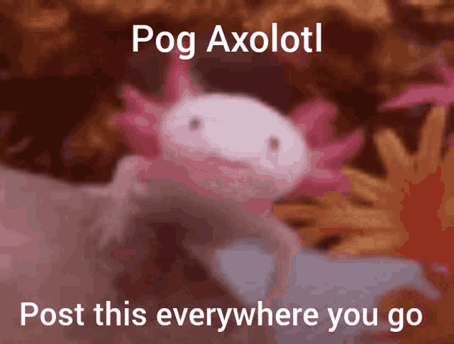 Pog Axolotl GIF - Pog Axolotl Share GIFs