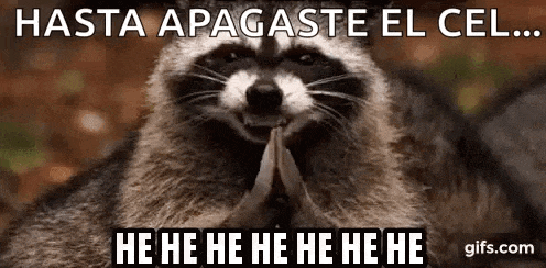 a raccoon is making a funny face while holding its hands together in prayer .