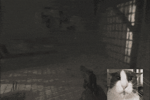 a person is holding a gun in front of a black and white cat