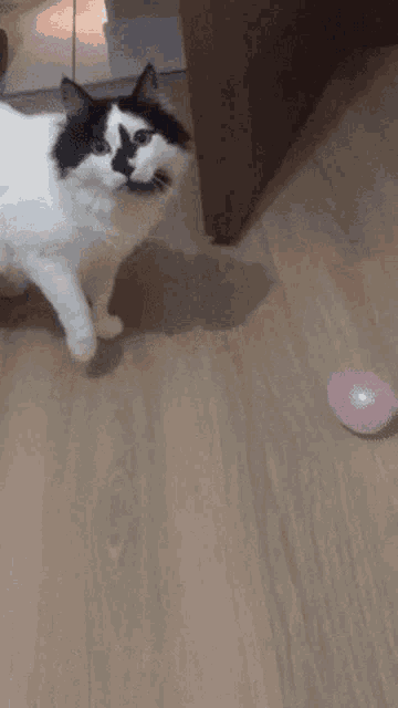 a black and white cat playing with a pink ball on a wooden floor