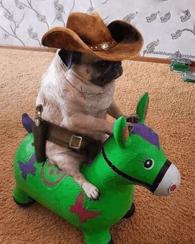 a pug wearing a cowboy hat is riding a green bouncy horse .