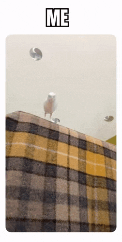 a picture of a bird standing on a plaid blanket with the word me above it