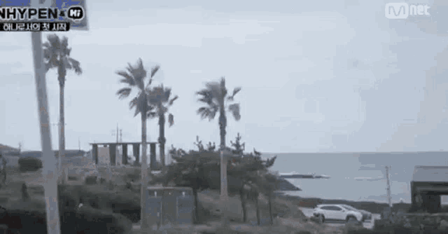 a car is parked on the side of the road next to a beach with palm trees in the foreground .