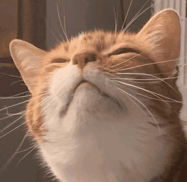 an orange and white cat with its eyes closed