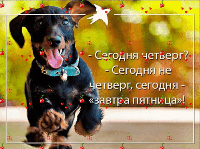 a picture of a dachshund is surrounded by cherries and says - сегодня четверг