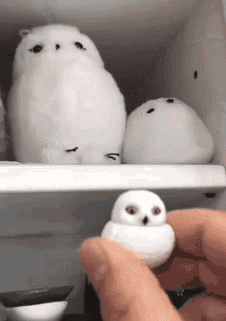 Owl What Is That GIF - Owl What Is That Another Fake Friend GIFs