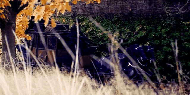 a black horse drawn carriage is driving through a field of tall grass .