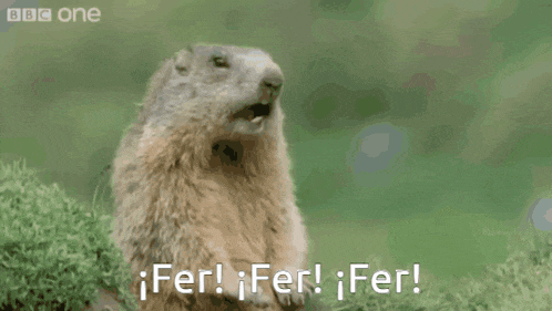 a ground squirrel is standing in the grass with its mouth open and says fer !