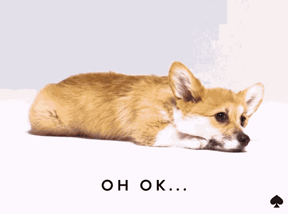 a corgi puppy is laying down on a white surface with the words oh ok below it