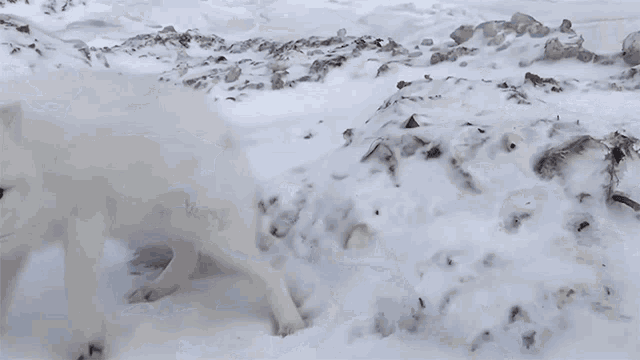 Climbing Up National Geographic GIF