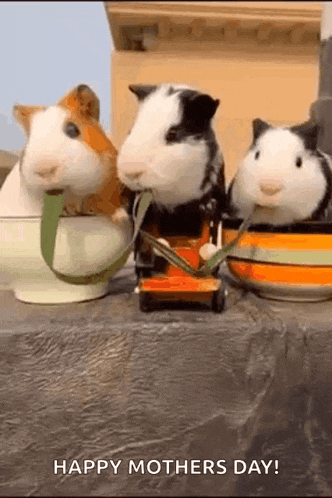 three guinea pigs are standing next to each other on a table eating carrots .