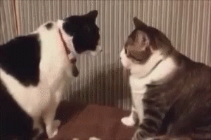 Cats Stare GIF - Cats Stare Fight GIFs