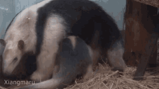 a large black and white animal is laying on a pile of hay with liangmaru written on the bottom