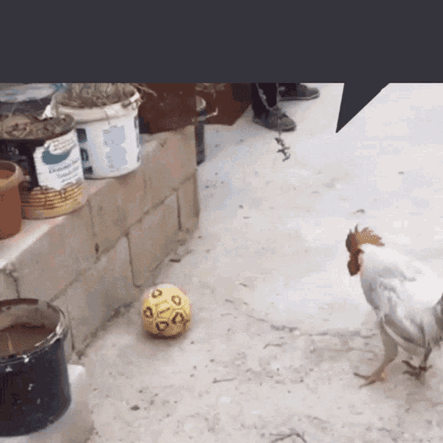 a chicken standing next to a yellow soccer ball