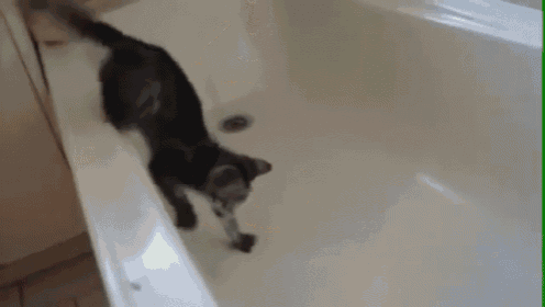 Funny Kitty GIF - Jumping Bathtub Kitty GIFs