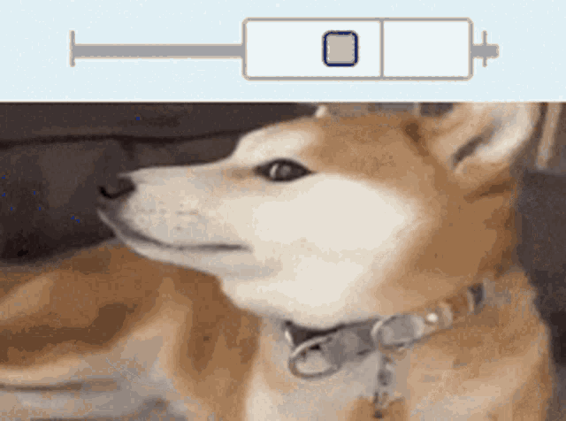 a picture of a dog next to a syringe with a blue square on it