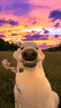 a white dog is holding a flower in its mouth in a field .