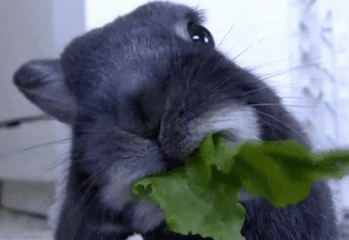 Rabbit Chewing GIF - Rabbit Chewing Eating GIFs