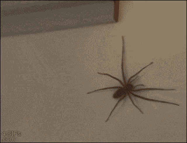 Spider Jumping GIF - Spider Jumping Hand GIFs