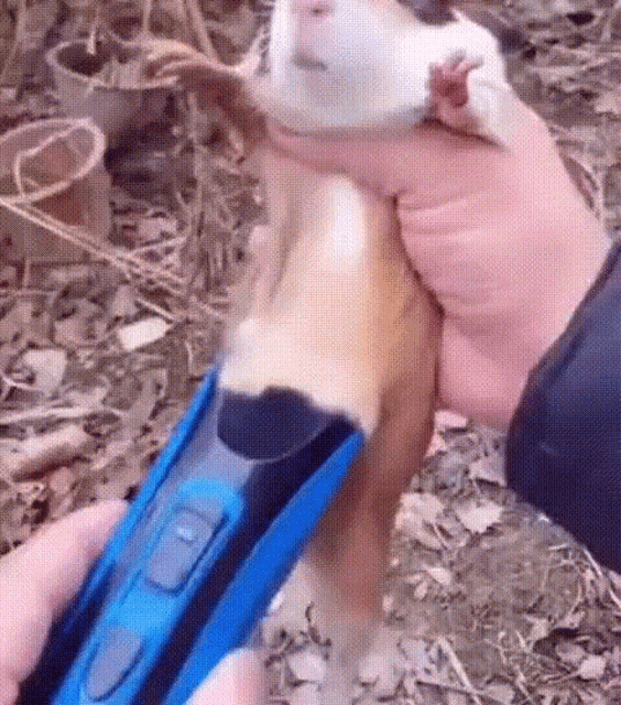 a person is holding a squirrel in their hand while using a blue shaver .