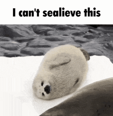 a seal laying on a piece of ice with the words " i can 't sealieve this " below it