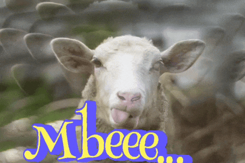a sheep sticking its tongue out with the word mbeee in the background
