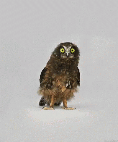 猫头鹰 东张西望 可爱 GIF - Owl Cute Look Around GIFs
