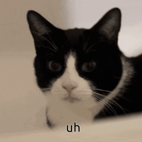 a black and white cat with the word uh written on the bottom