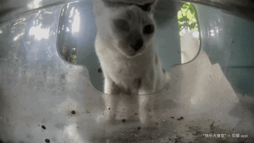 a white cat standing in a clear container with chinese writing on it