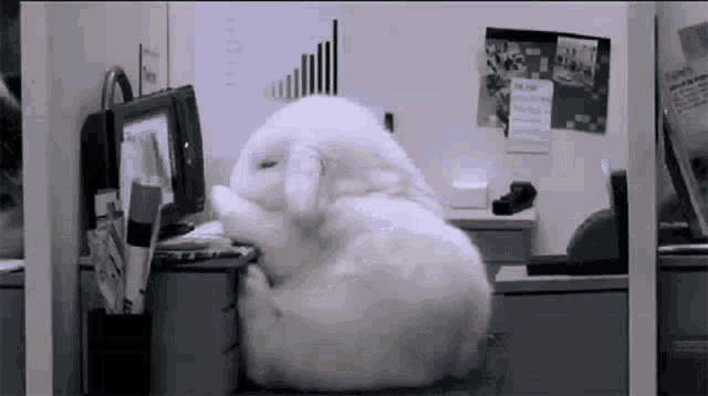 a white rabbit sits on a desk in front of a computer monitor