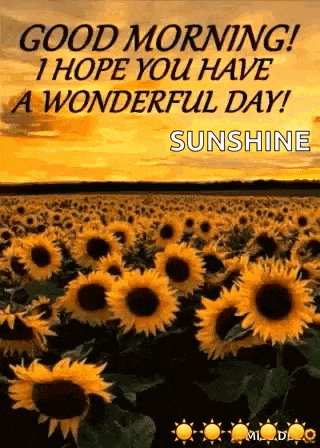 a field of sunflowers with the words `` good morning ! i hope you have a wonderful day ! ``
