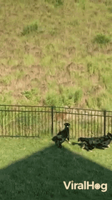 Deer Chasing Dog Viralhog GIF - Deer Chasing Dog Viralhog Deer Squeezes Through Fence GIFs