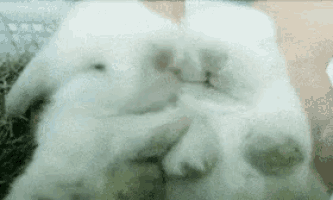 a couple of white rabbits laying on top of each other on a bed .