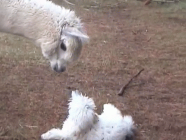 What Is This? GIF - Animals Alpaca Dog GIFs