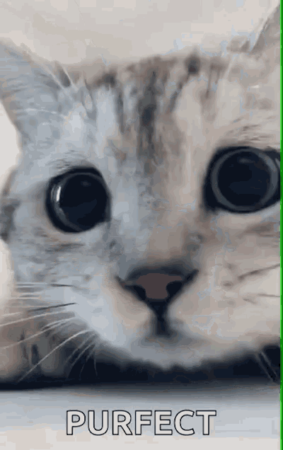 Excited Cute Cat GIF - Excited Cute Cat Purfect GIFs