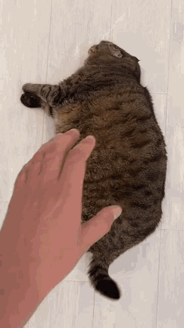 a person is petting a cat that is laying on the floor
