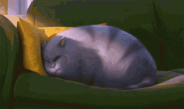 Cat Stretching GIF - Cat Stretching Oops GIFs