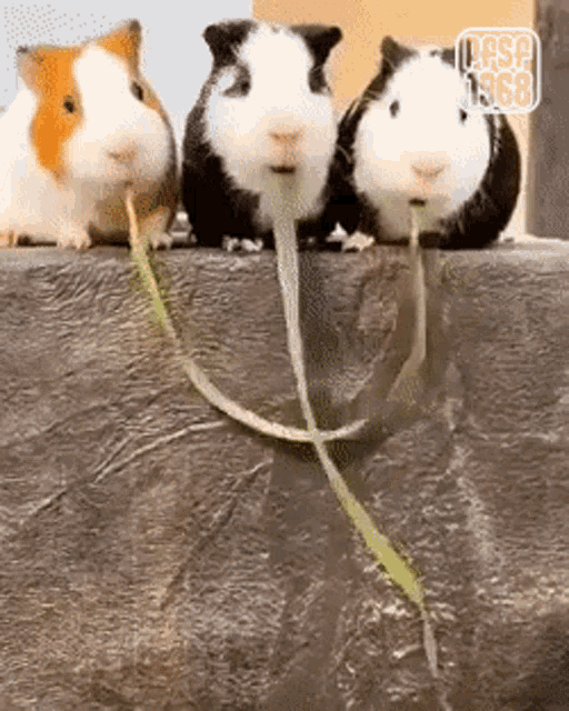 three guinea pigs are standing next to each other on a rock and eating grass .