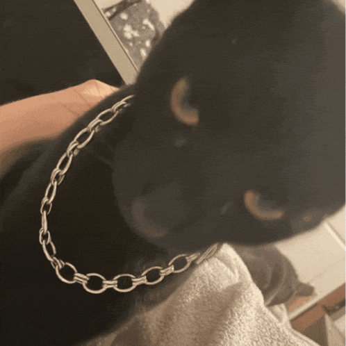 a close up of a black cat wearing a silver chain around its neck