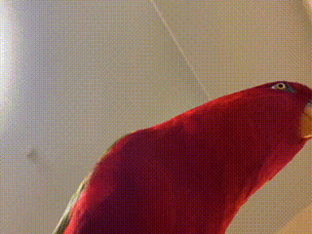 a close up of a red parrot with the word alive written on its head