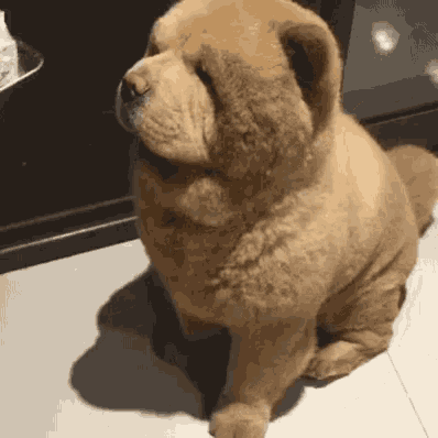 a brown chow chow dog is sitting on a tiled floor looking up .